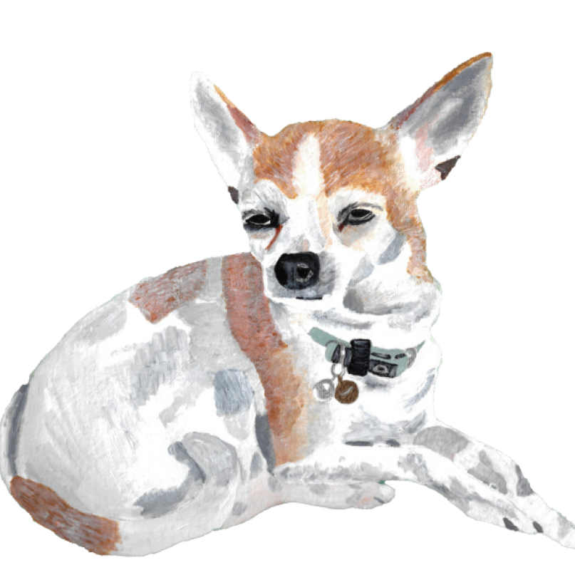 Illustration of a chihuahua with a collar on a white background