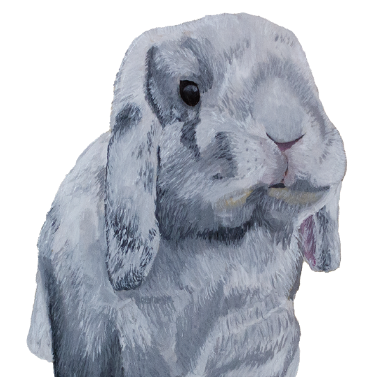 Tasselled Bookmark - Mochi the Holland Lop