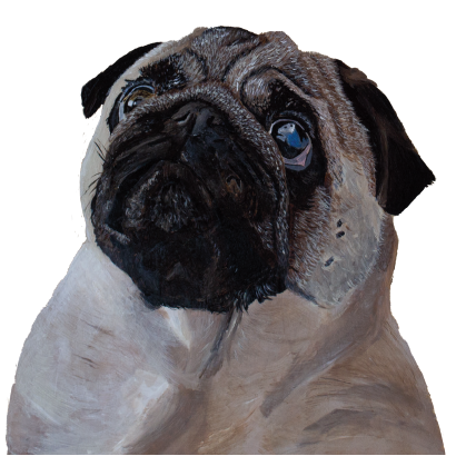 Close-up of a pug painting on a white background
