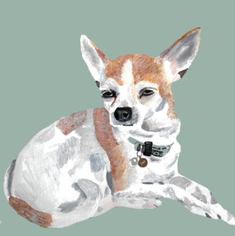 Illustration of a chihuahua with a collar on a teal background