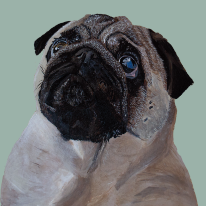 Close-up of a pug painting on a teal background