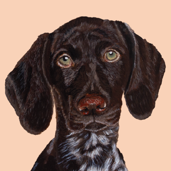 Artistic painting of a German Shorthaired Pointer with a peach background