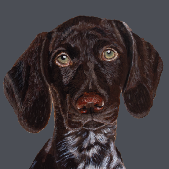 Artistic painting of a German Shorthaired Pointer with a navy background