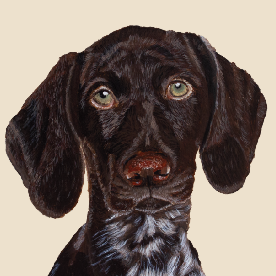 Artistic painting of a German Shorthaired Pointer with a cream background