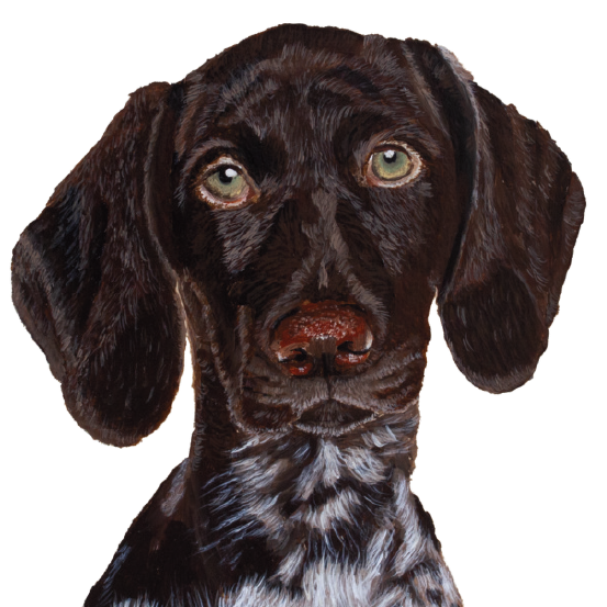 Artistic painting of a German Shorthaired Pointer with a white background