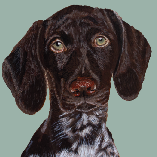 Artistic painting of a German Shorthaired Pointer with a teal background