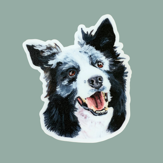 Sticker of a border collie face with a teal background